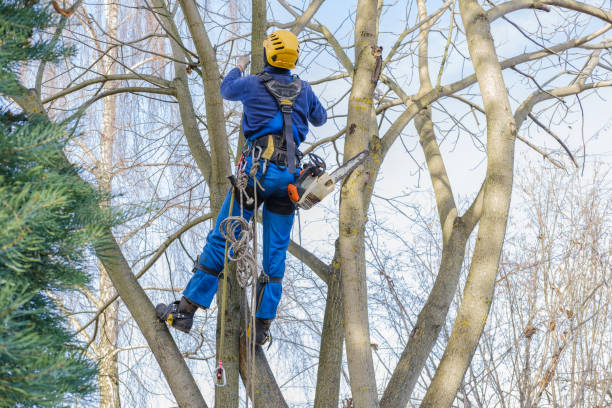 Best Tree and Shrub Care  in Hatch, NM